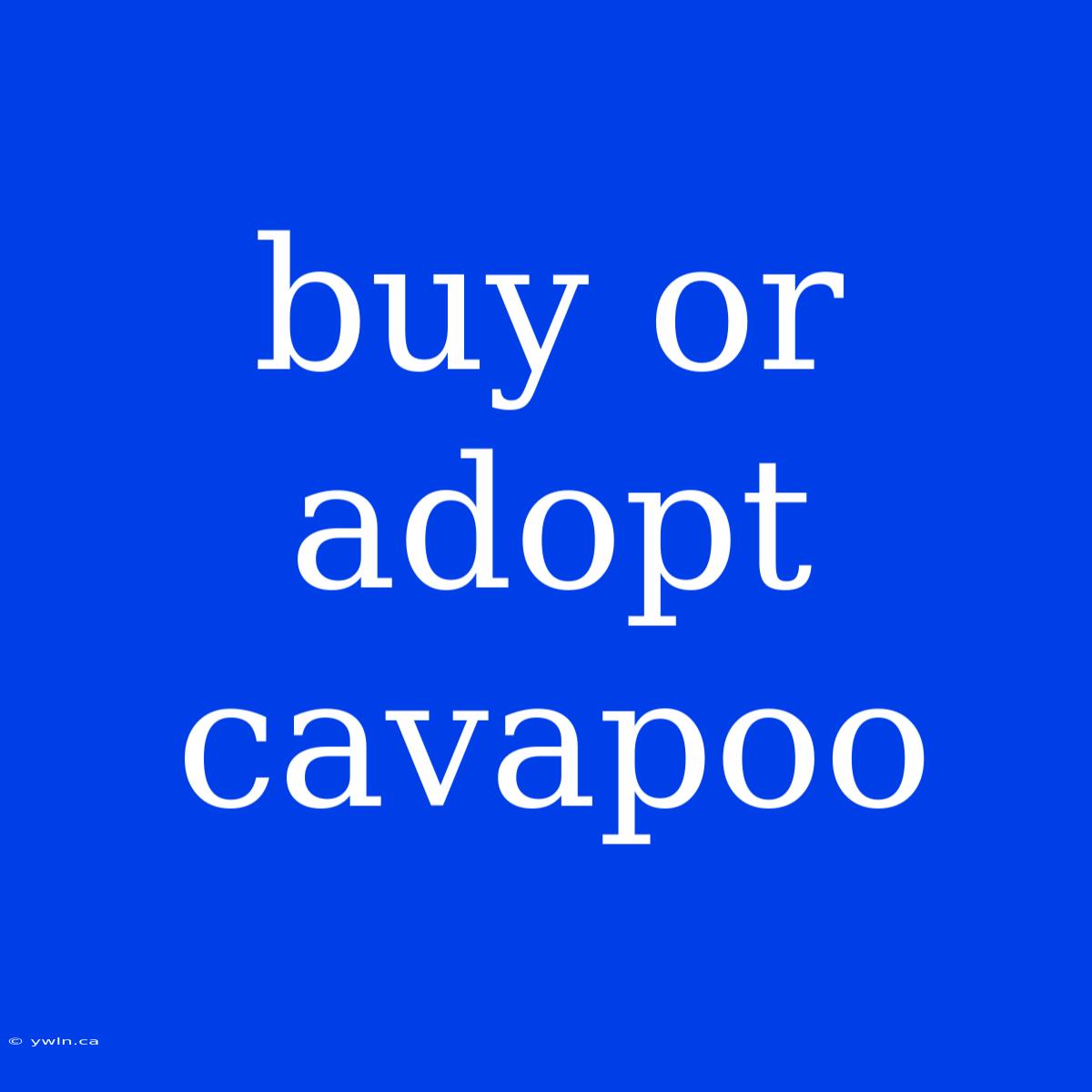 Buy Or Adopt Cavapoo