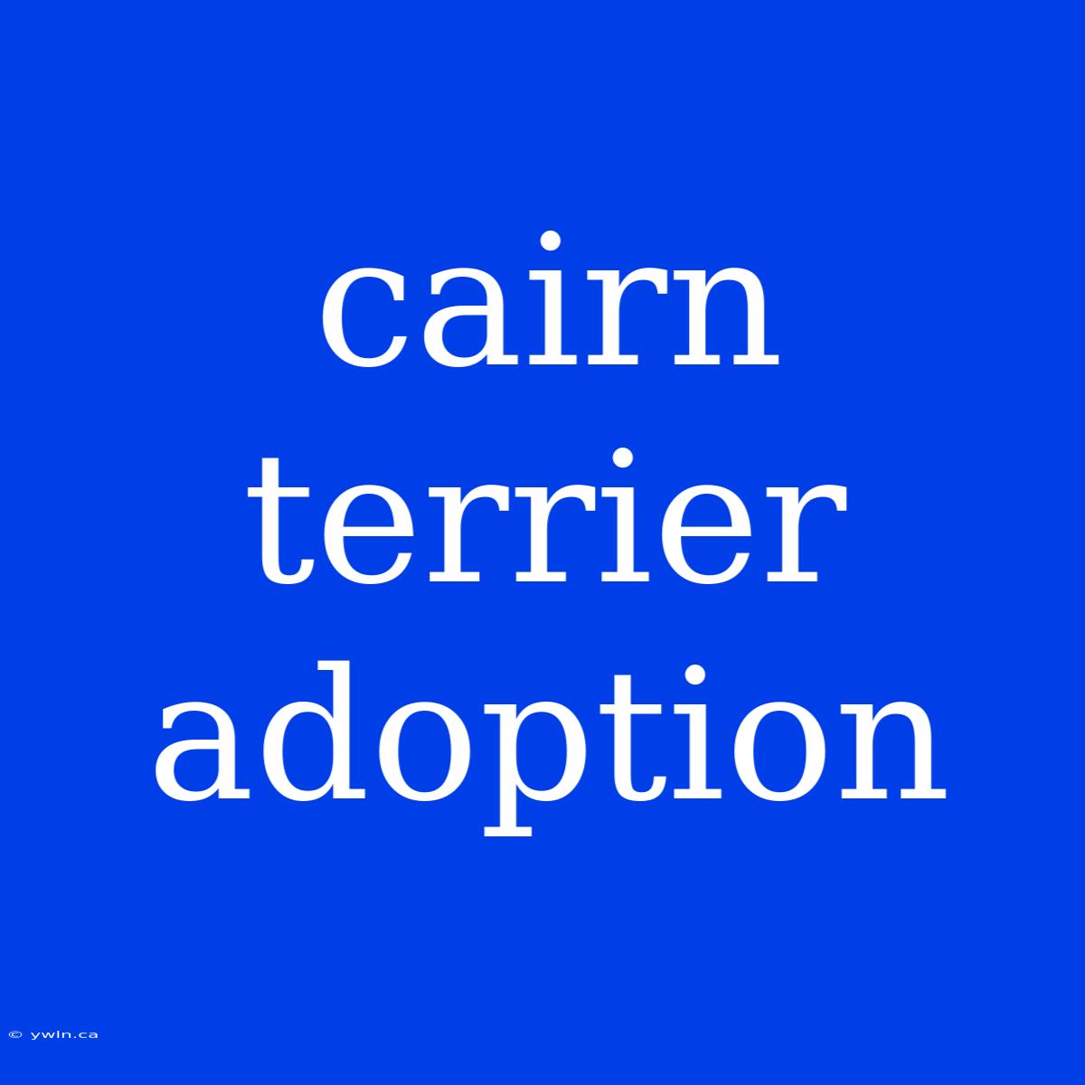 Cairn Terrier Adoption