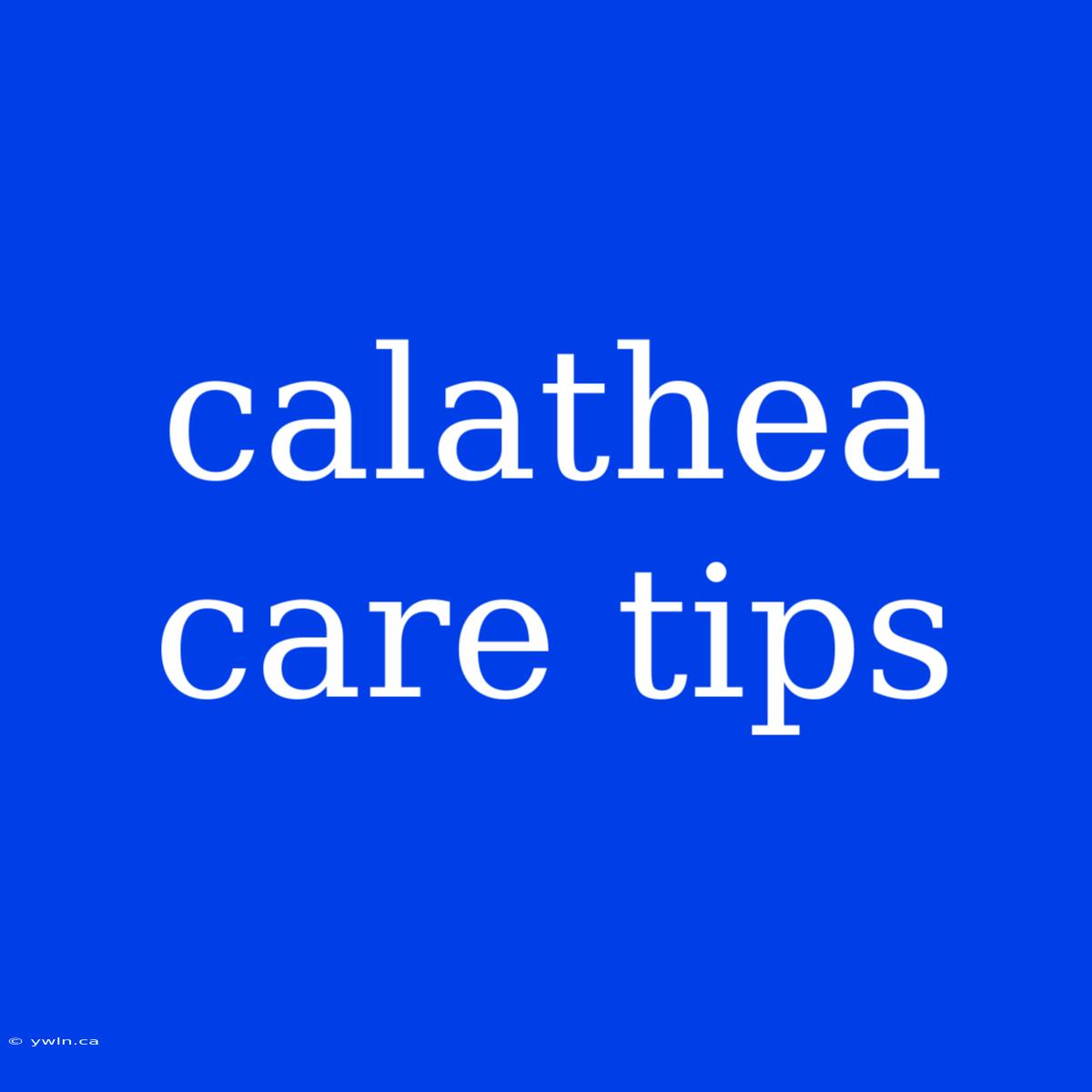 Calathea Care Tips