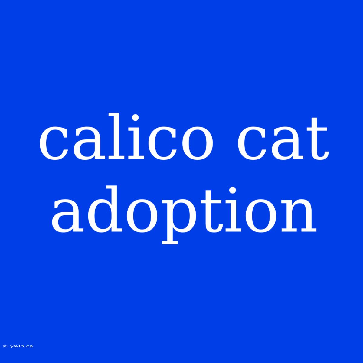 Calico Cat Adoption