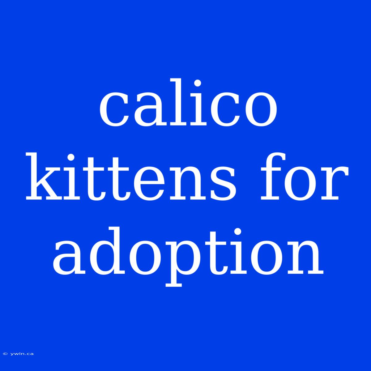 Calico Kittens For Adoption