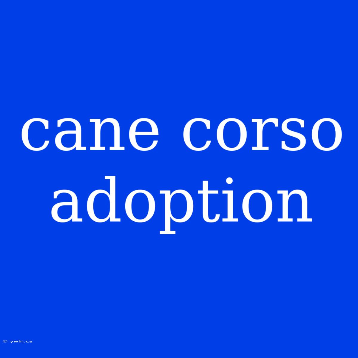 Cane Corso Adoption