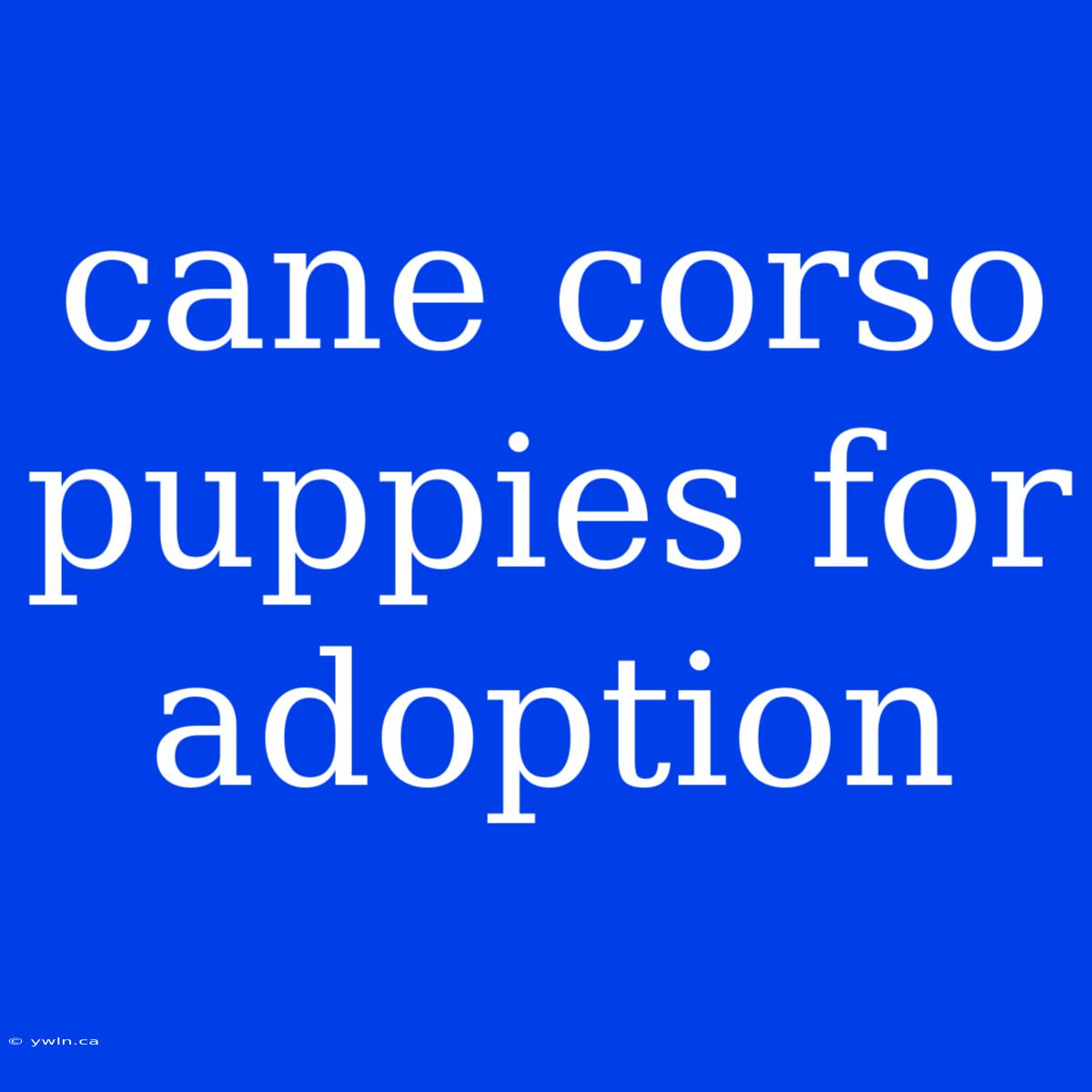 Cane Corso Puppies For Adoption