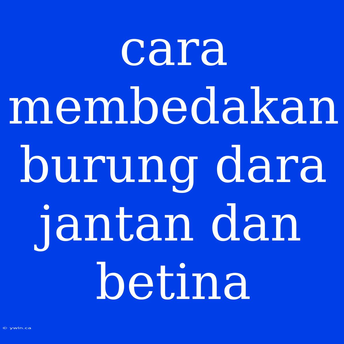 Cara Membedakan Burung Dara Jantan Dan Betina