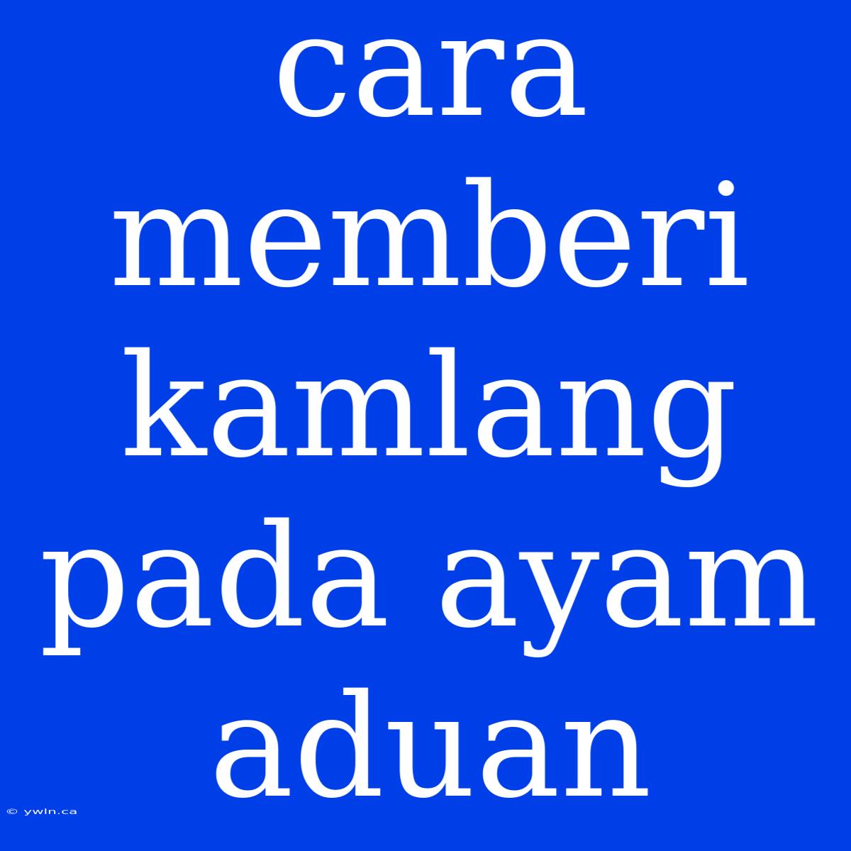 Cara Memberi Kamlang Pada Ayam Aduan