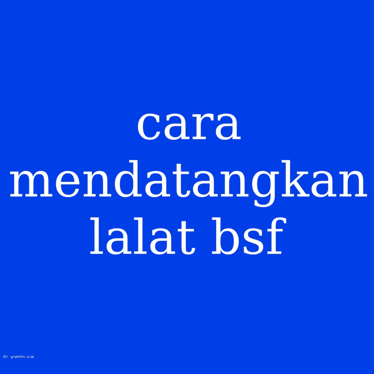 Cara Mendatangkan Lalat Bsf