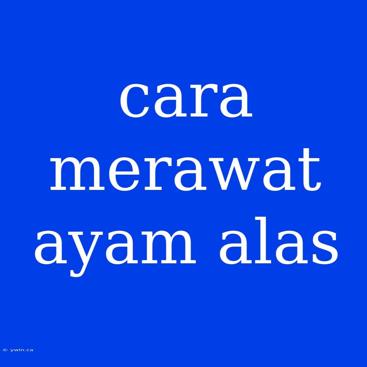 Cara Merawat Ayam Alas