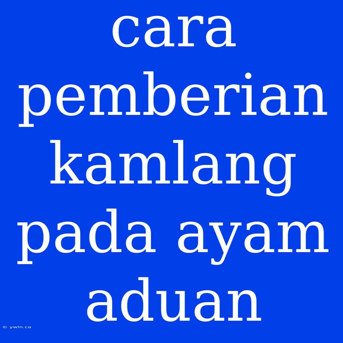 Cara Pemberian Kamlang Pada Ayam Aduan