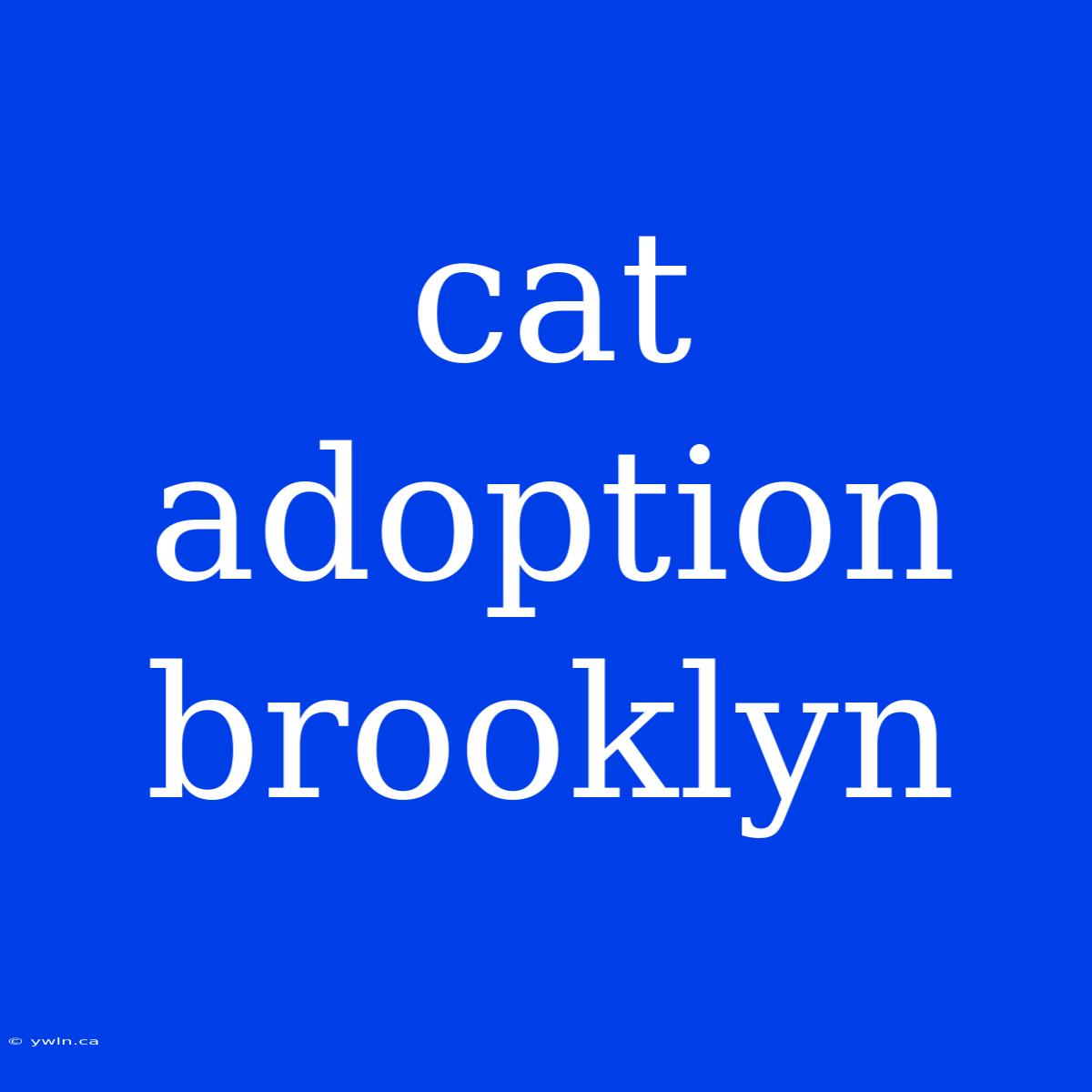 Cat Adoption Brooklyn