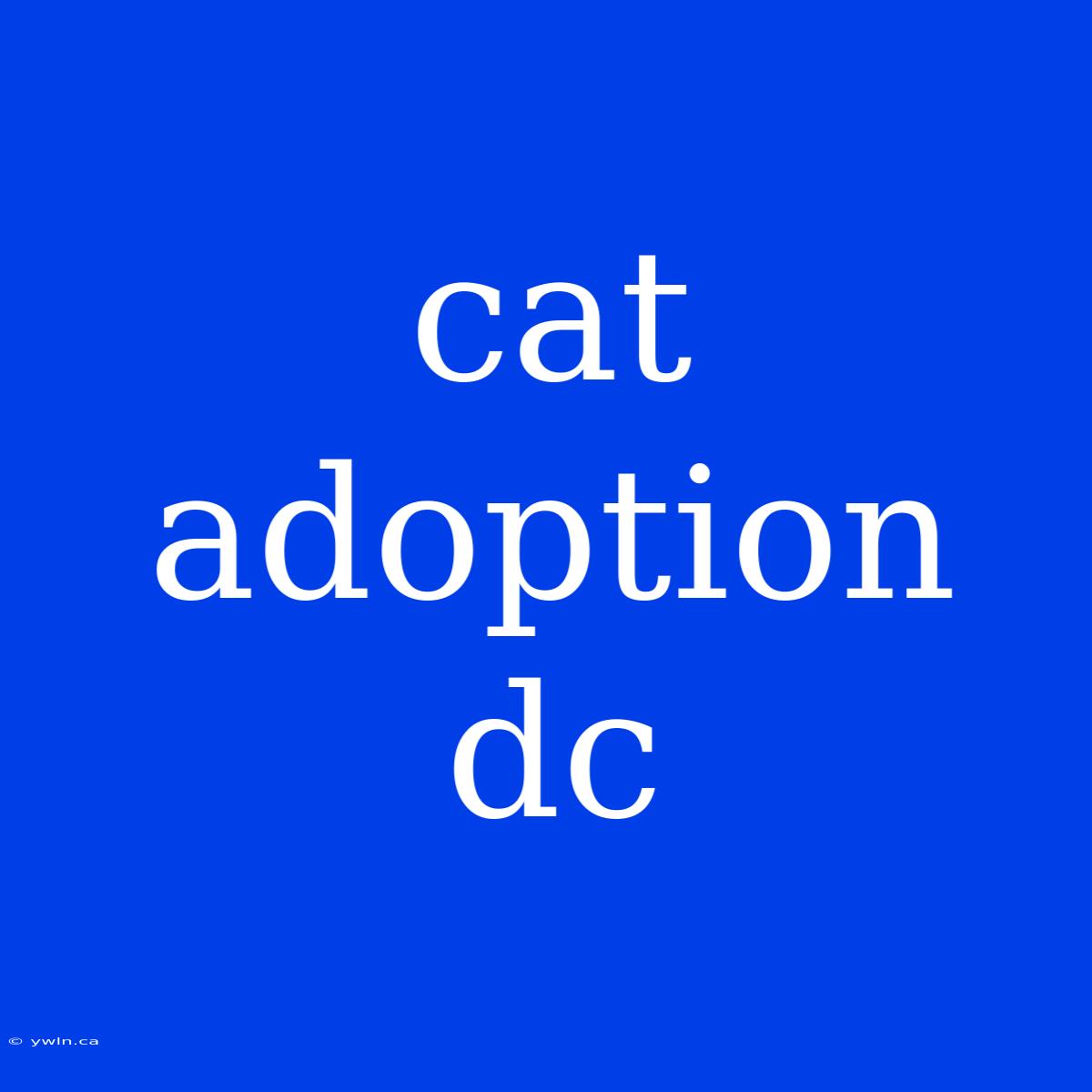 Cat Adoption Dc