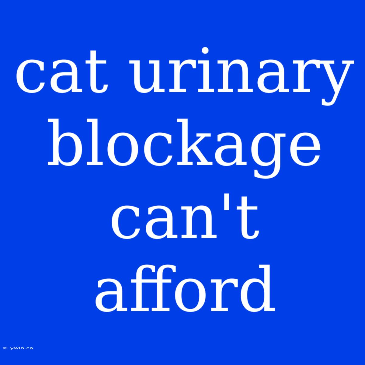 Cat Urinary Blockage Can't Afford