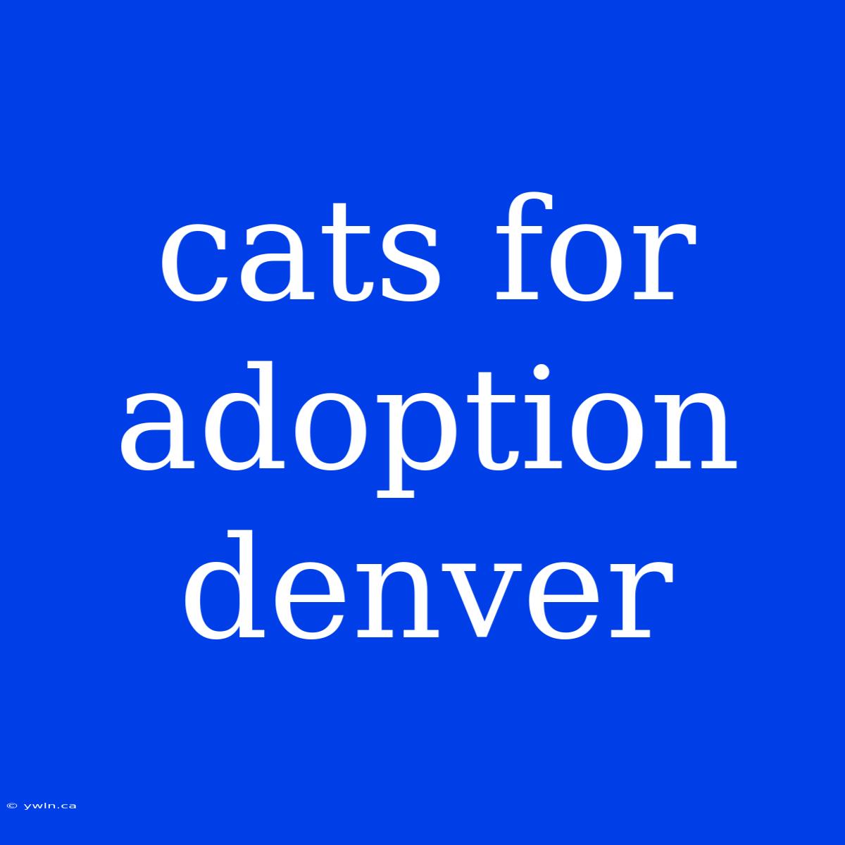 Cats For Adoption Denver