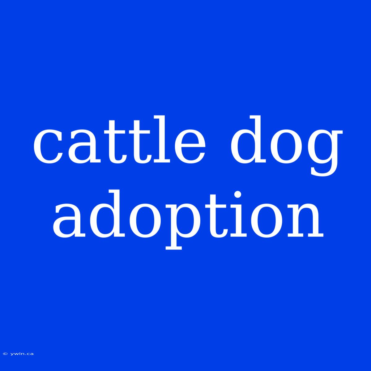 Cattle Dog Adoption