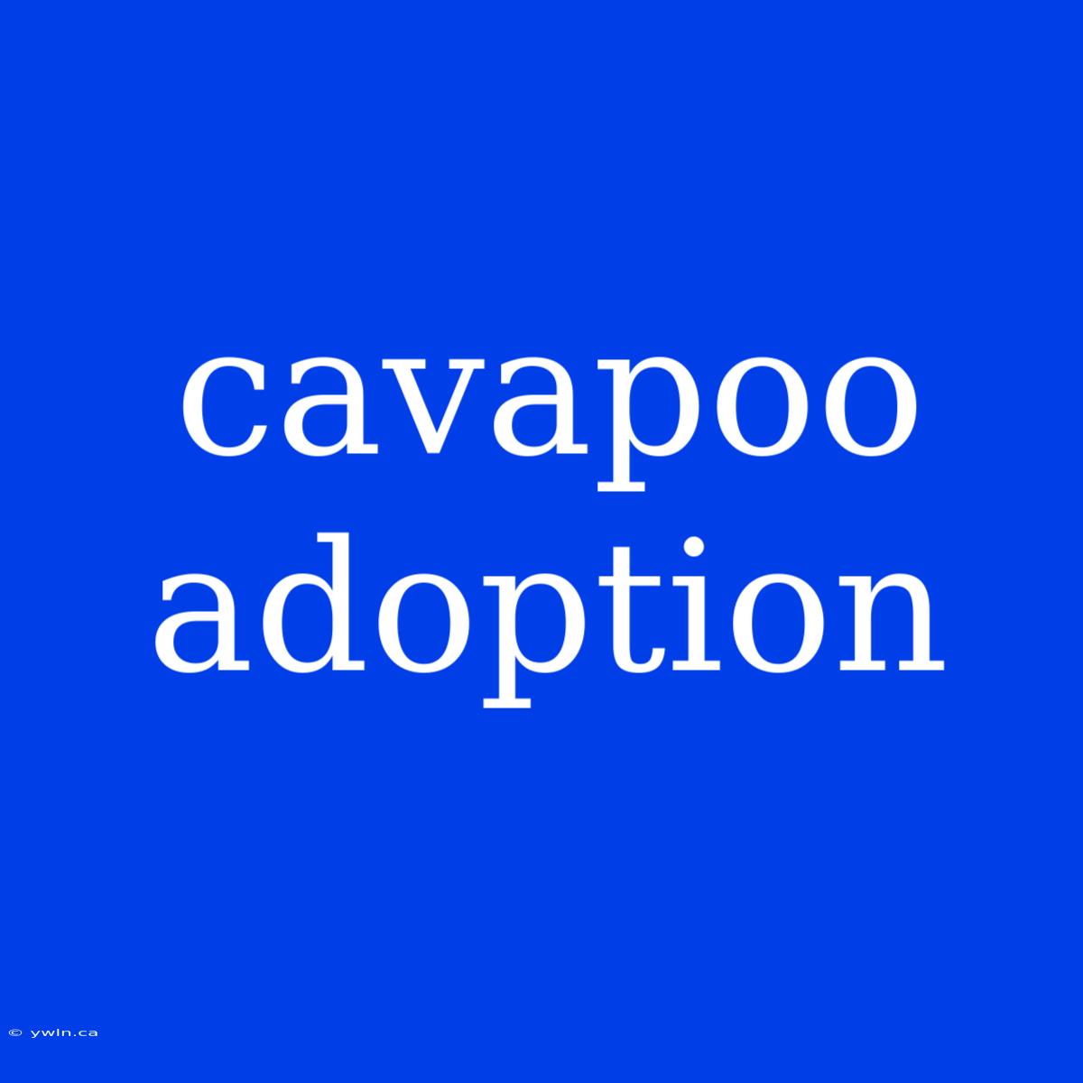 Cavapoo Adoption