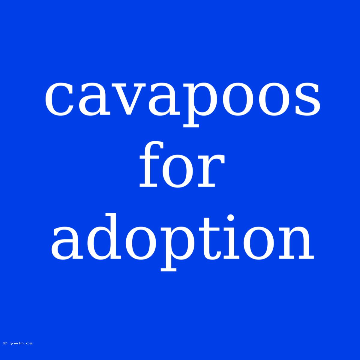 Cavapoos For Adoption