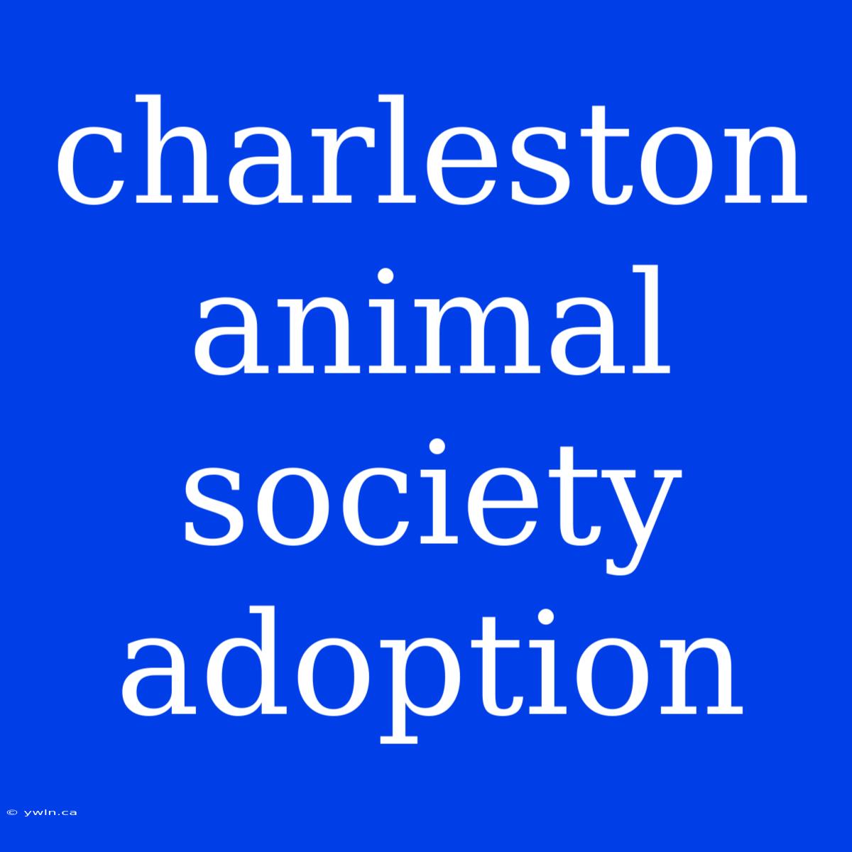 Charleston Animal Society Adoption