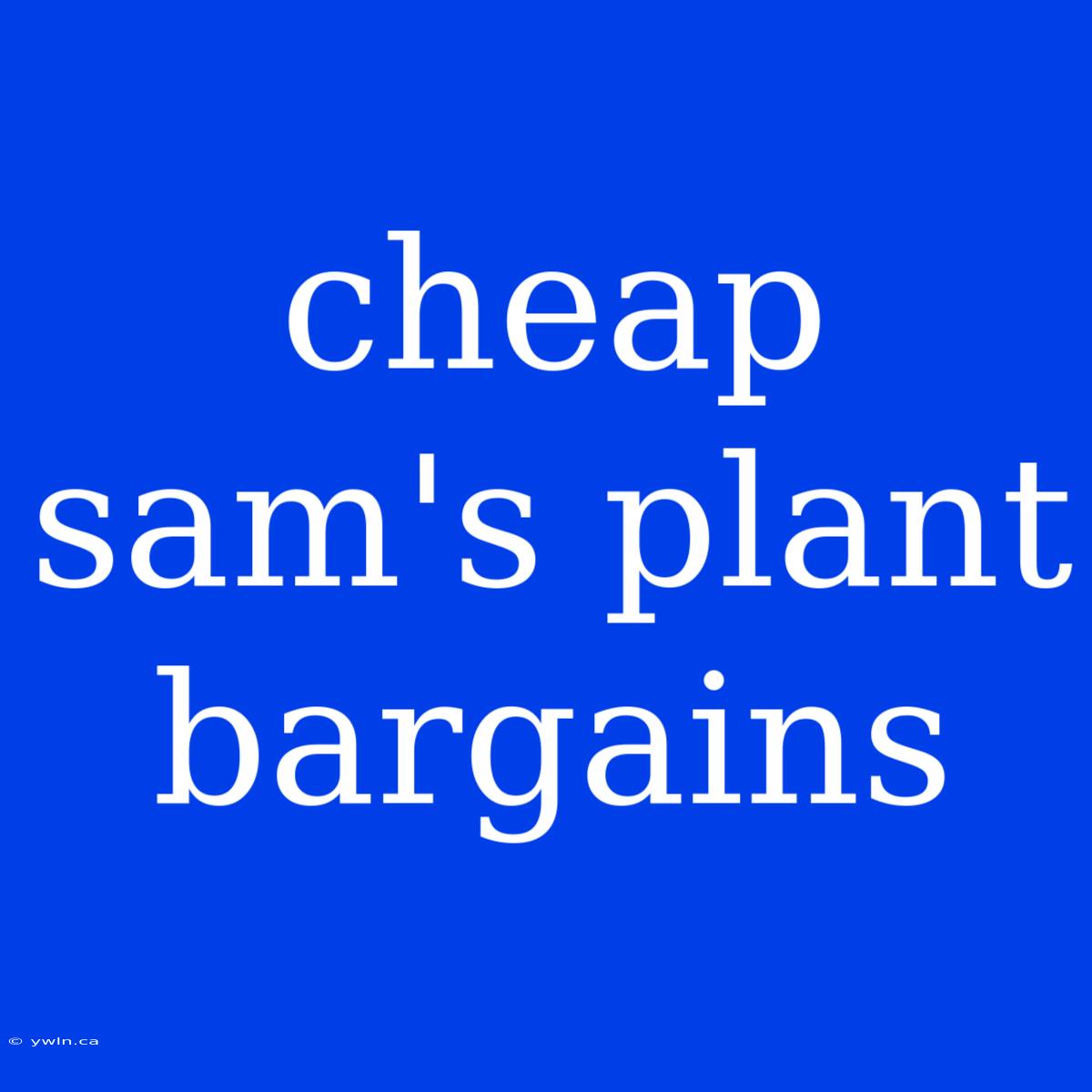 Cheap Sam's Plant Bargains