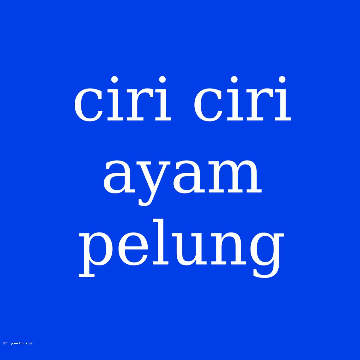 Ciri Ciri Ayam Pelung