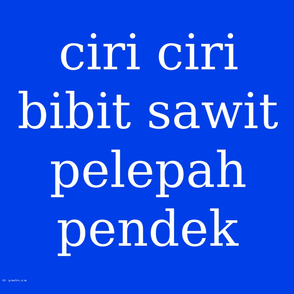 Ciri Ciri Bibit Sawit Pelepah Pendek