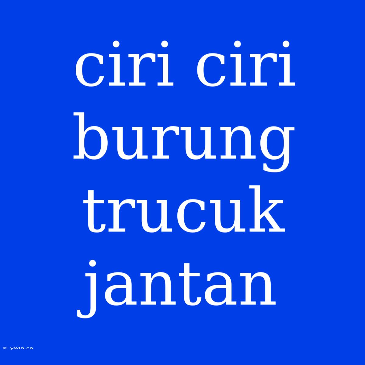 Ciri Ciri Burung Trucuk Jantan