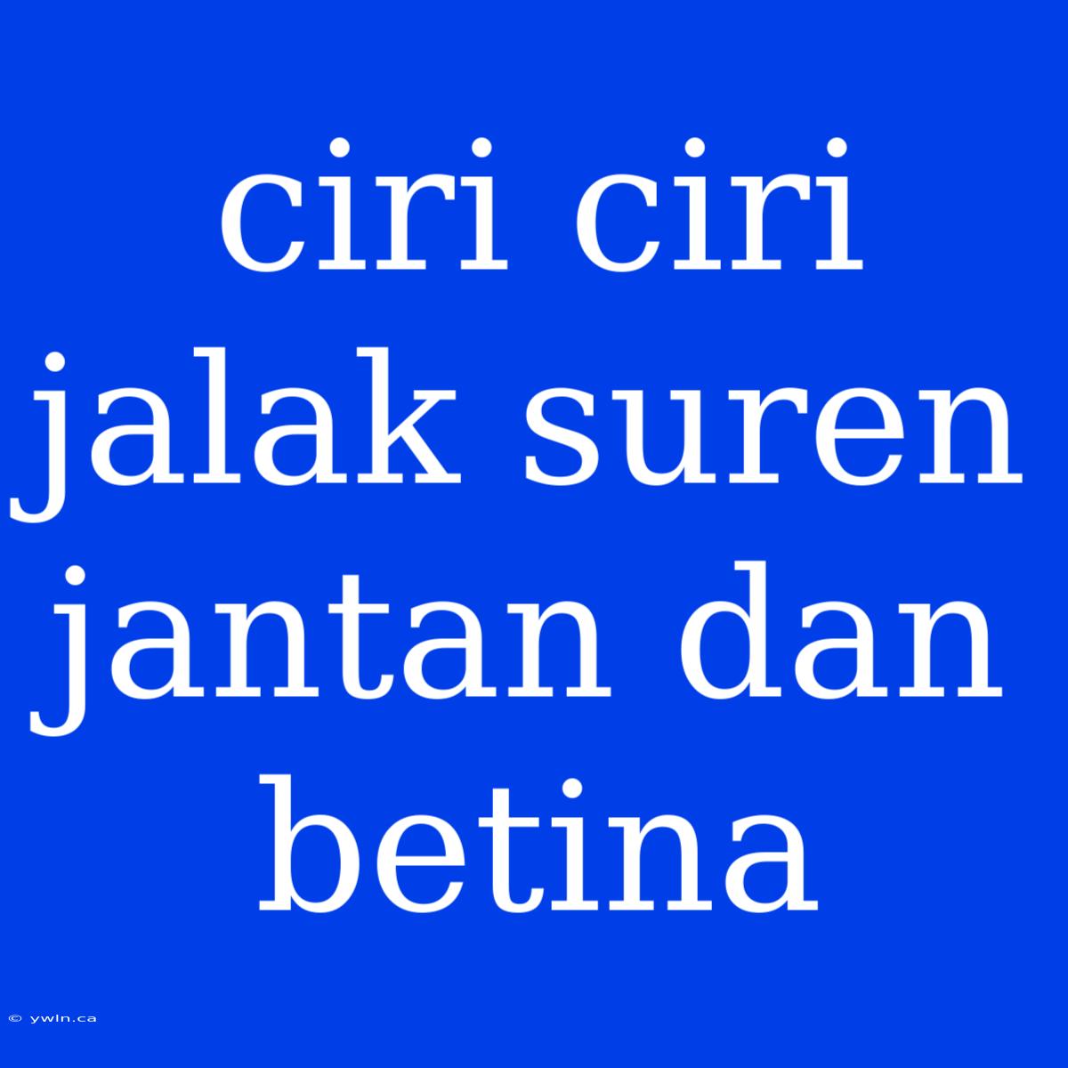 Ciri Ciri Jalak Suren Jantan Dan Betina