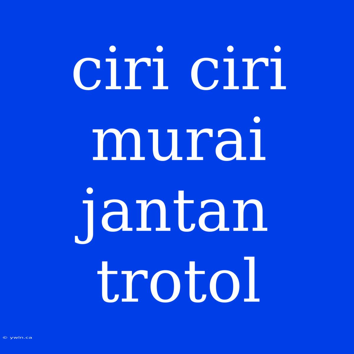 Ciri Ciri Murai Jantan Trotol