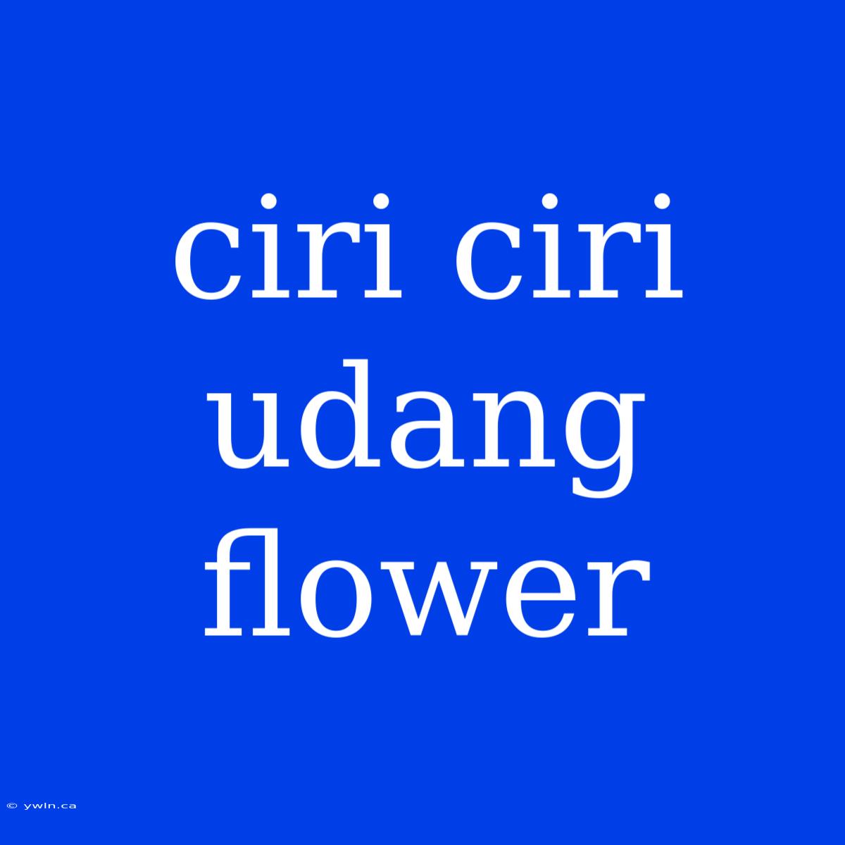 Ciri Ciri Udang Flower