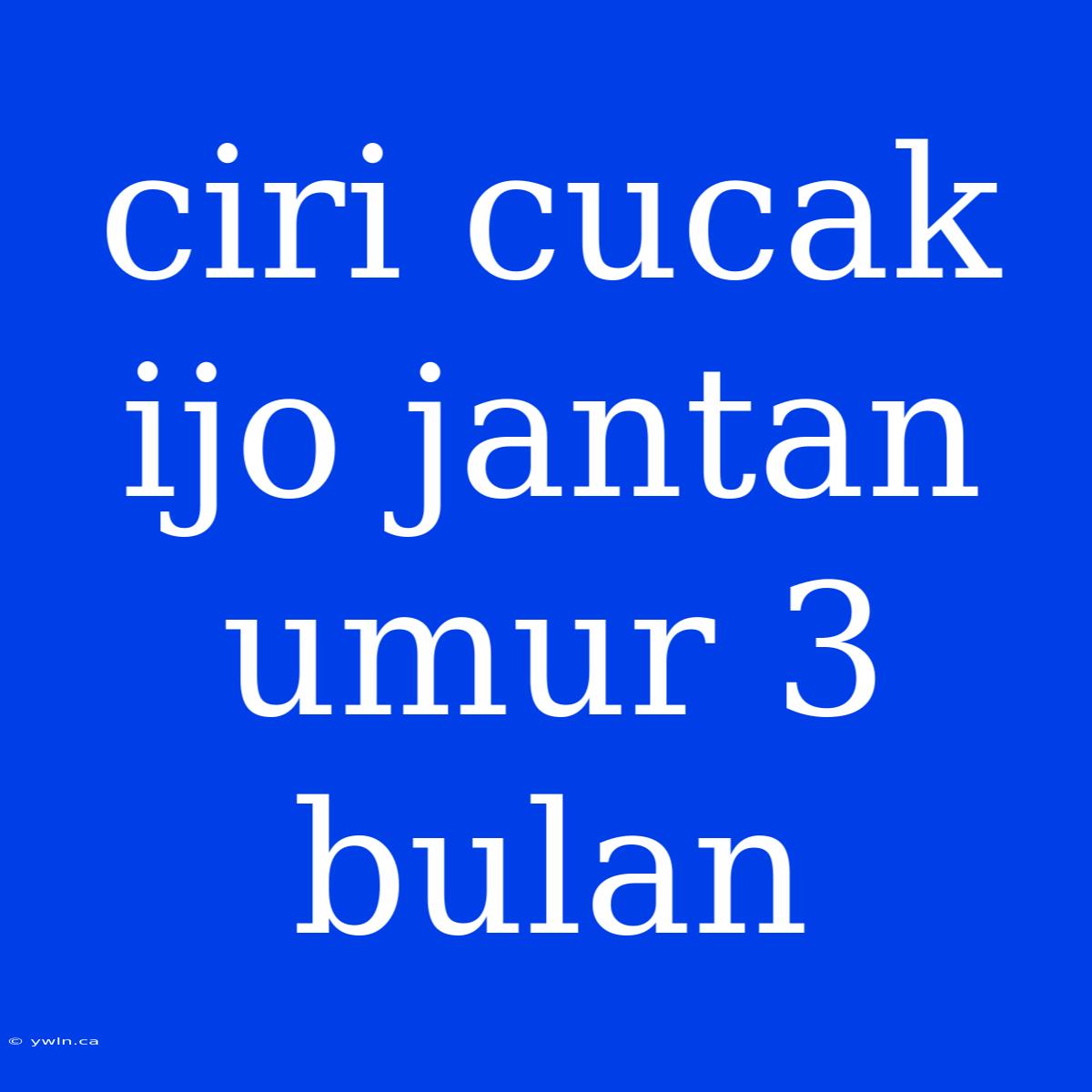 Ciri Cucak Ijo Jantan Umur 3 Bulan