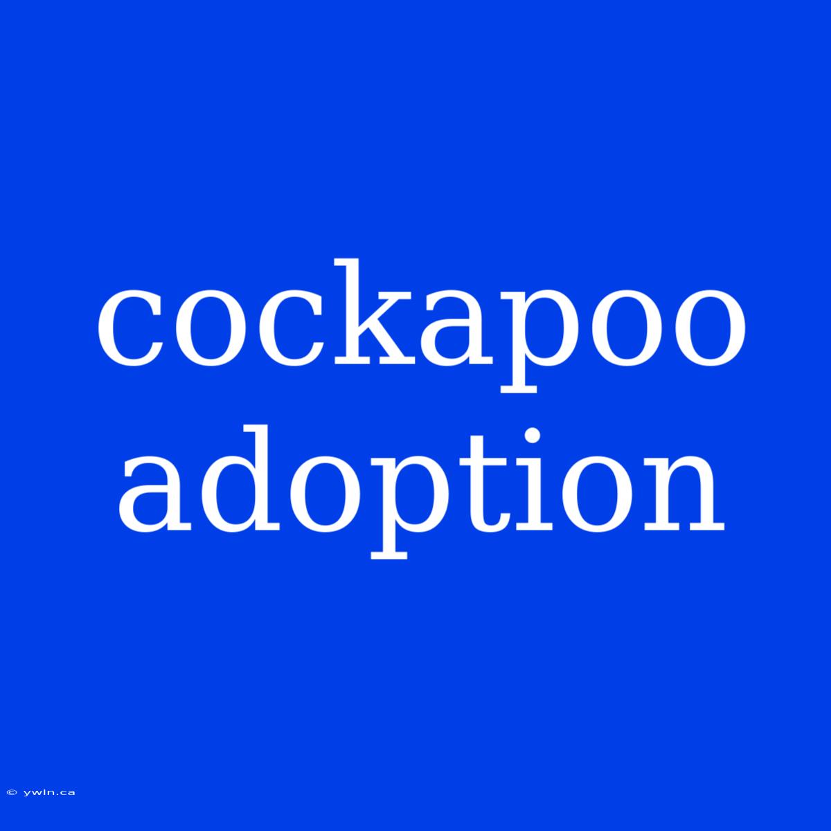 Cockapoo Adoption