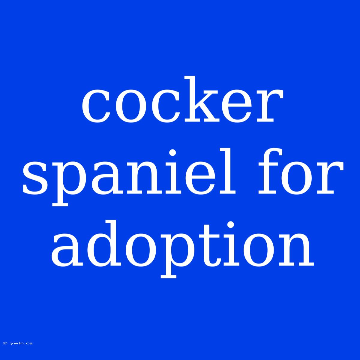 Cocker Spaniel For Adoption