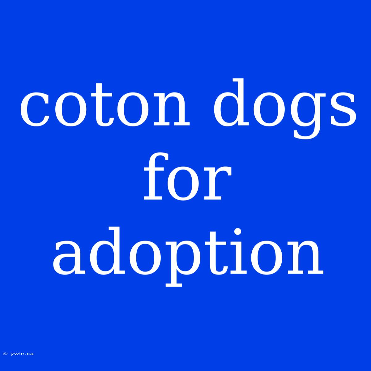 Coton Dogs For Adoption