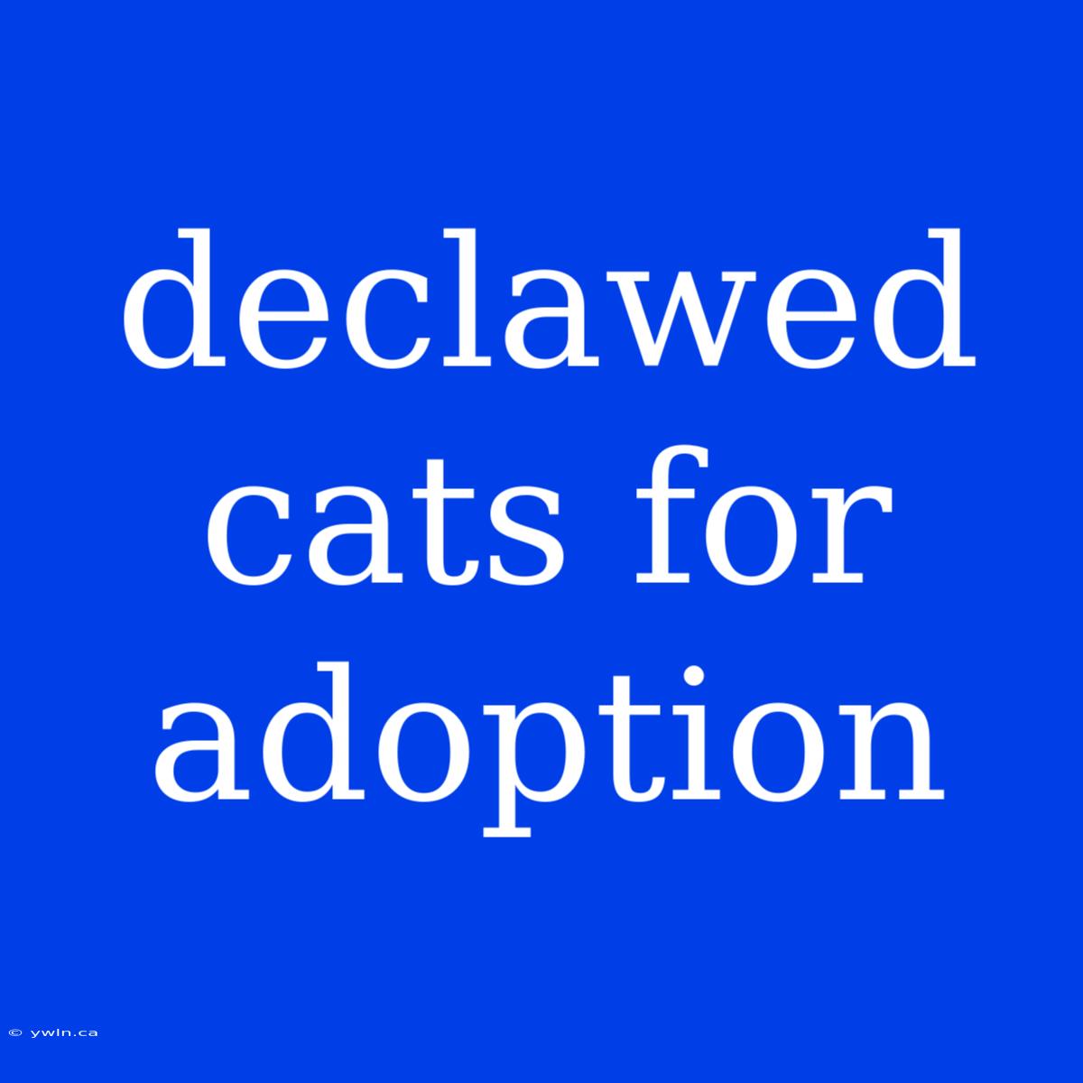 Declawed Cats For Adoption