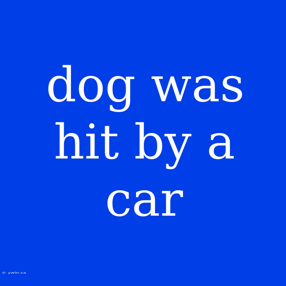 Dog Was Hit By A Car