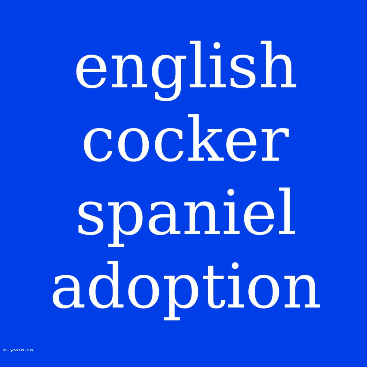 English Cocker Spaniel Adoption