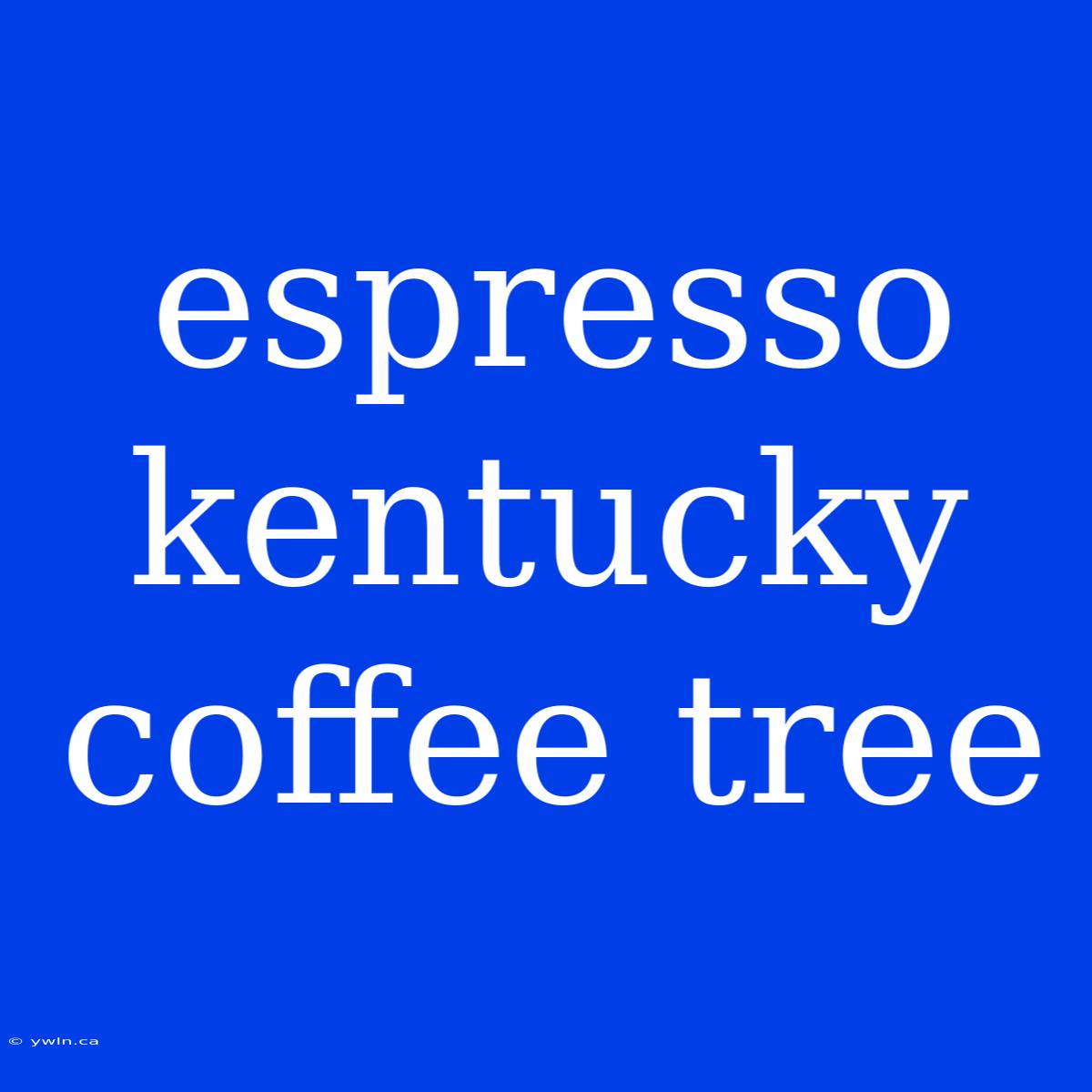 Espresso Kentucky Coffee Tree