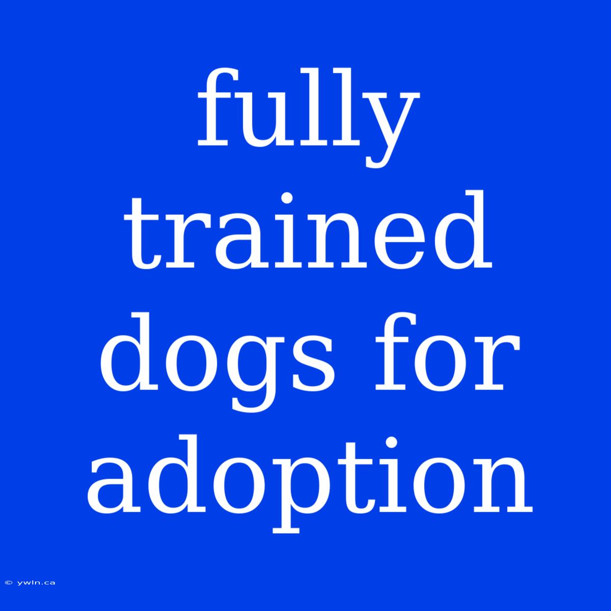 Fully Trained Dogs For Adoption