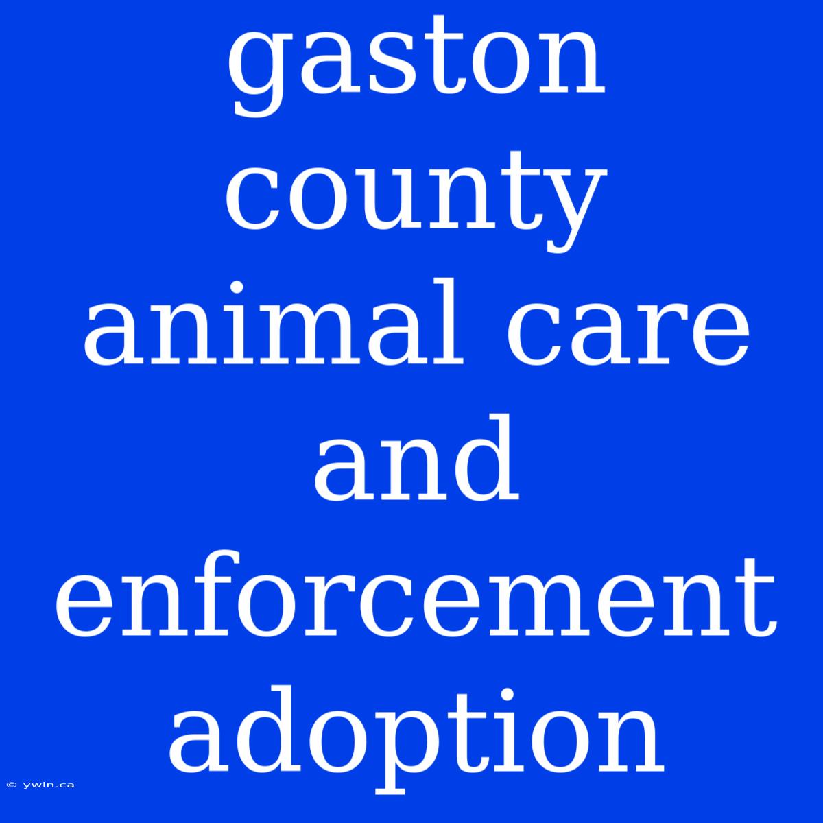 Gaston County Animal Care And Enforcement Adoption