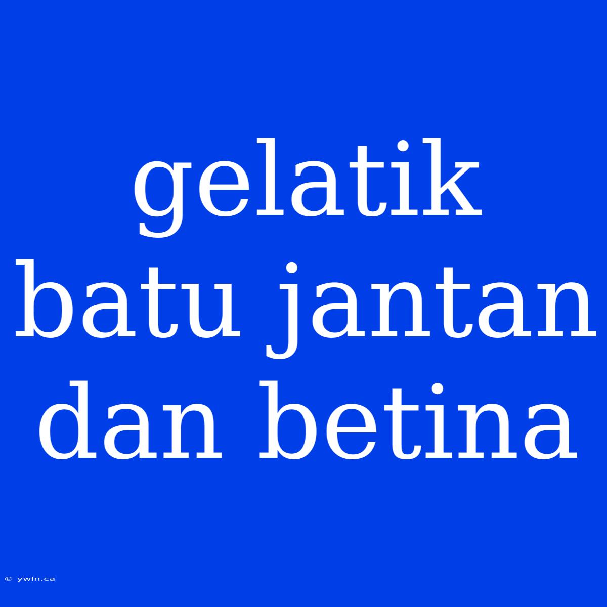 Gelatik Batu Jantan Dan Betina