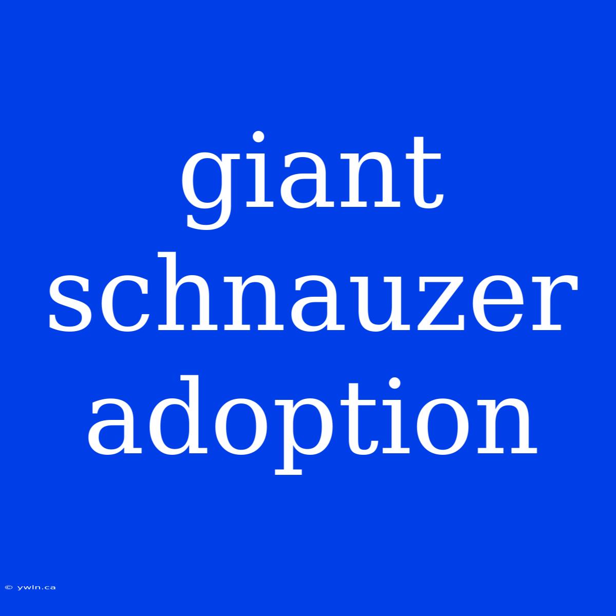 Giant Schnauzer Adoption