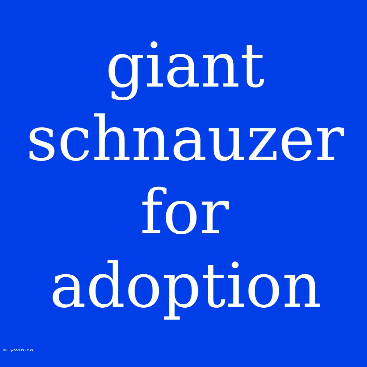 Giant Schnauzer For Adoption