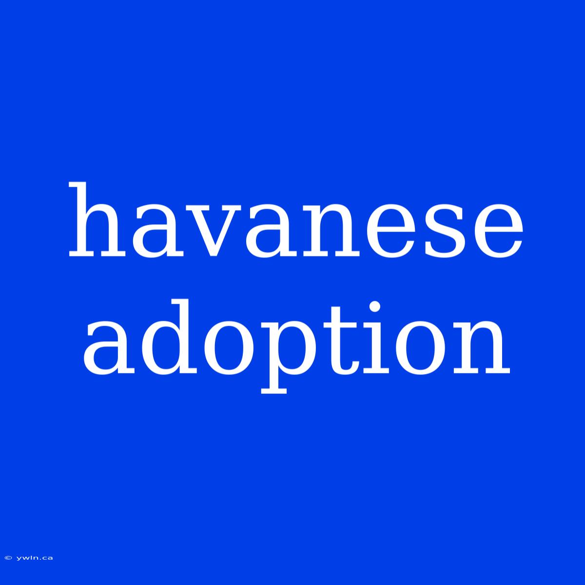 Havanese Adoption