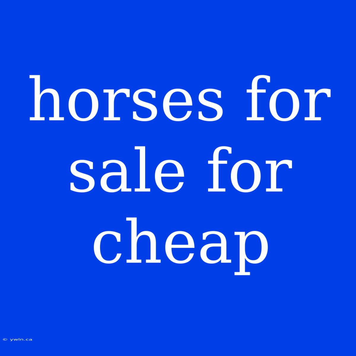 Horses For Sale For Cheap