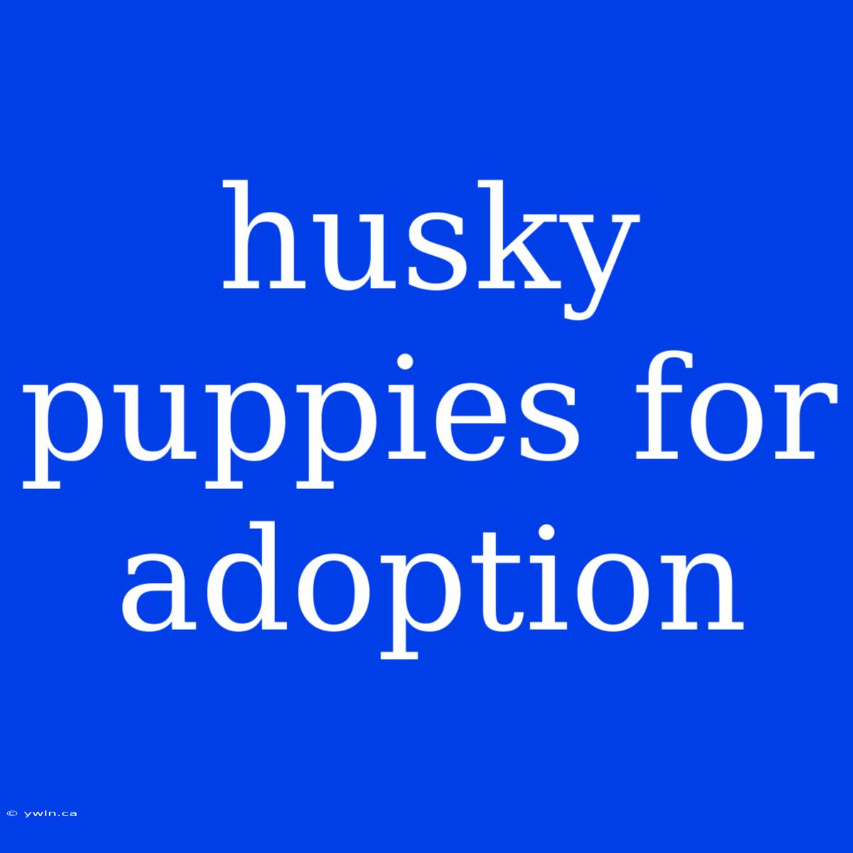 Husky Puppies For Adoption