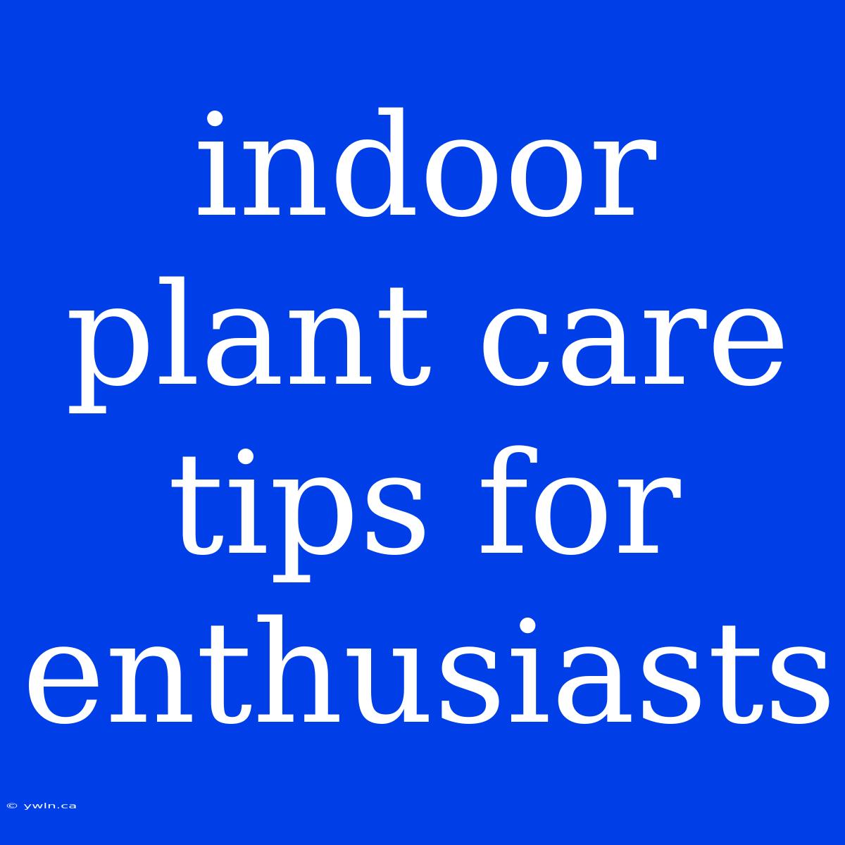 Indoor Plant Care Tips For Enthusiasts