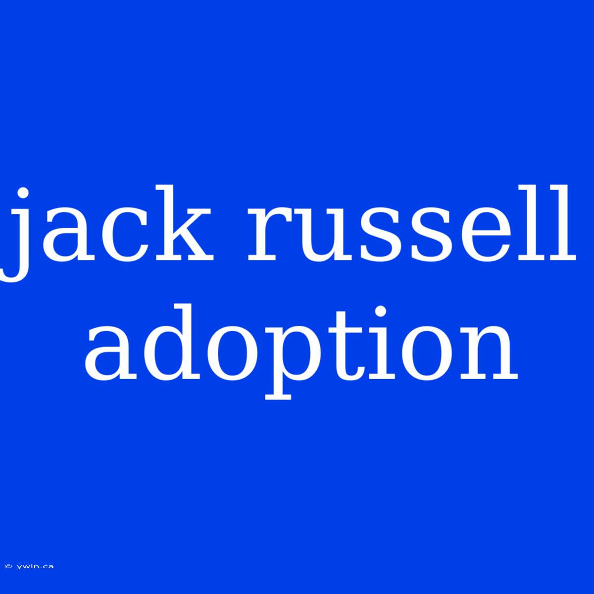 Jack Russell Adoption