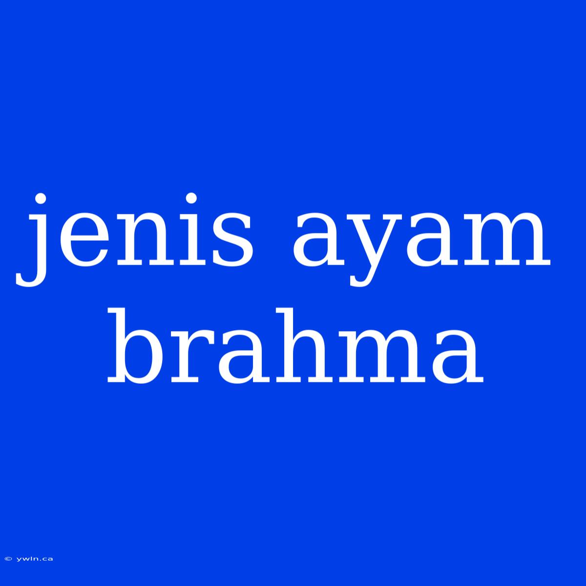 Jenis Ayam Brahma