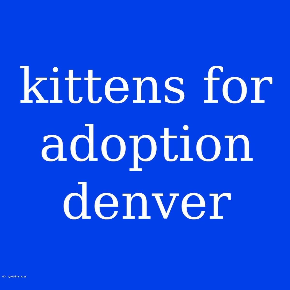 Kittens For Adoption Denver