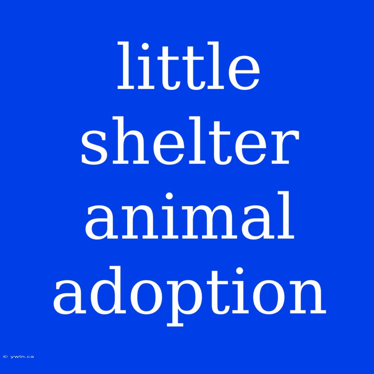 Little Shelter Animal Adoption