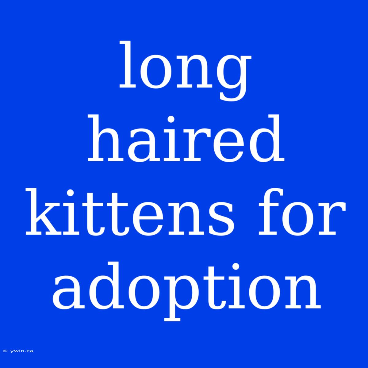 Long Haired Kittens For Adoption