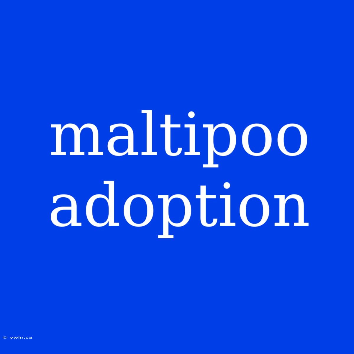 Maltipoo Adoption